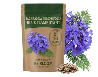 10 Jacaranda Seeds for Planting, Blue Flamboyant Tree, Ornamental Bonsai