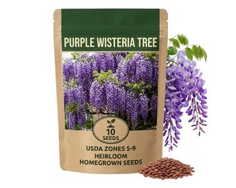 10 Purple Wisteria Tree Seeds, Climbing Garden Vine, Flower for Decor