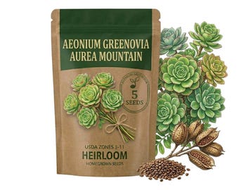 5-25 Aeonium Greenovia Seeds for Planting, Rare Mountain Succulent Plant for Desk