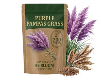 200 Purple Pampas Grass Seeds, Perennial Ornamental Grass for Landscape Garden