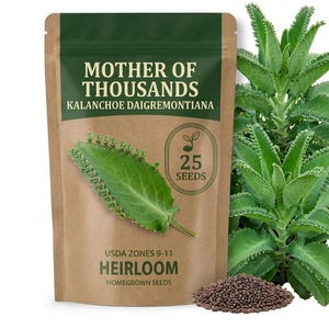 Kalanchoe Seeds - Etsy
