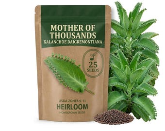 25 Green Mother of Thousands Seeds, Rare Kalanchoe Succulent for Balcony