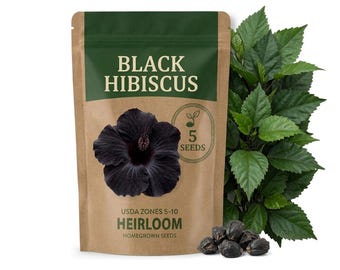 Black Hibiscus Seeds, Dark Flower Plant for Garden Growing