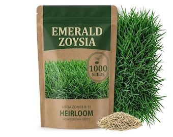 1000 Seeds Zoysia Grass Seed,  Grass for Soft Green Landscape and Warm Climate Growing