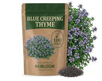 100-300 Blue Creeping Thyme Seeds,  Fragrant Herb for Garden Paths or Balcony Pots