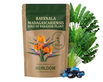 5 Orange Bird of Paradise Seeds, Tropical Garden Planting, Vibrant Flower