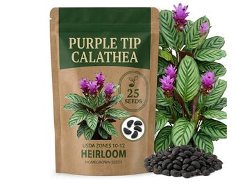 25 Purple Calathea Seeds, Ornamental Foliage Plant for Indoor Decor