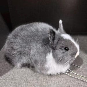 May include: A grey and white rabbit with long whiskers sits on a grey surface. The rabbit has a round body, upright ears, and a patch of white fur on its face. The rabbit is a pet.