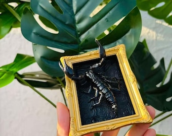 Set di calamite a forma di insetto incorniciate / Decorazione entomologica gotica, con esemplari di coleottero, scorpione e ape (7 x 9 cm)