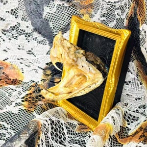 May include: A framed snake skull with an open mouth, set against a black background within a gold-colored frame. The skull is a light tan color, and the frame has a glossy finish. The background is a patterned fabric.