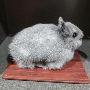 May include: A fluffy, grey rabbit sits on a small, rectangular, reddish-brown wooden board. The rabbit has small ears and dark eyes. The board is placed on a grey surface, with a dark background.