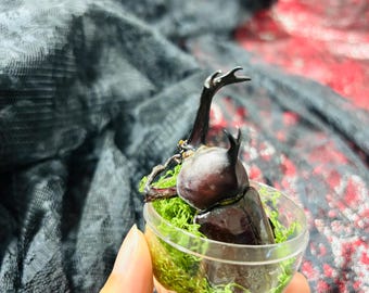 Esemplare etico di scarabeo rinoceronte / Scatola Gashapon staccabile da 8 cm, decorazione con muschio, oggetto da collezione entomologico unico