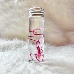 Wyczyszczony i barwiony szkielet żaby, 8 cm szklana fiolka, wilgotny, zachowany okaz gotycki, osobliwość