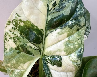 Alocasia Sinuata Albo Variegated Seltene Pflanzen Knollen