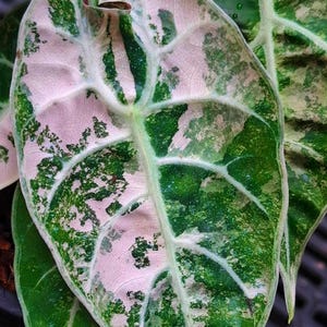 Alocasia watsoniana pink variegated - Etsy 日本