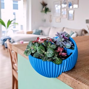 hochwachsende pflanzen fr blumenkasten Balkonbox Royal White kaufen