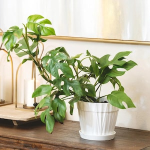 philodendron cuttings Heart Leaf Philodendron Cuttings - 10X Live Unrooted Cuttings main image 0