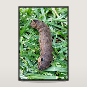 May include: A brown caterpillar with black eye spots rests on a bed of green grass. The caterpillar's body is segmented and textured, blending with the natural environment. The image is framed in a black border.