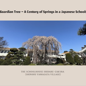 以下が含まれることがあります： 青い空の下、日本の校庭の写真。満開の大きな枝垂れ桜と、背景に学校の建物が写っています。上部には「The Guardian Tree - A Century of Springs in a Japanese Schoolyard」と書かれています。