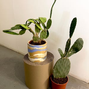 Peut inclure: Deux cactus en pot. L'un est dans un pot décoratif à rayures horizontales bleues, jaunes et blanches, posé sur un cylindre en carton. L'autre est dans un petit pot en terre cuite.