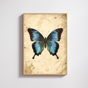 May include: A framed print featuring a detailed illustration of a blue butterfly with black and orange accents. The butterfly is set against a vintage-style, stained paper background, and framed in a light wood.