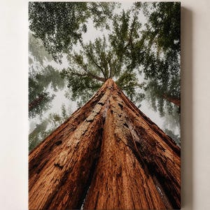 Pode incluir: Impressão em tela de uma imponente árvore sequoia, vista de baixo. A casca texturizada marrom-avermelhada contrasta com a folhagem verde no topo, contra um céu nebuloso e nublado. A perspectiva enfatiza a altura da árvore.