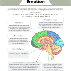 Brain & Emotions Poster | How the Brain Works Infographic | Psychology Printable | Educational Wall Art | Dutch and English PDF PNG Download