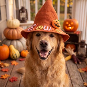 May include: A golden retriever wearing a burnt orange knit witch hat featuring the word "Elowen" in pastel cursive lettering and a small plush jack-o'-lantern attached to the side. The hat has a pointed crown and a wide, slightly curved brim.