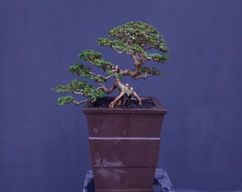 Live echte foto Premna Microphylla Bonsai Tree