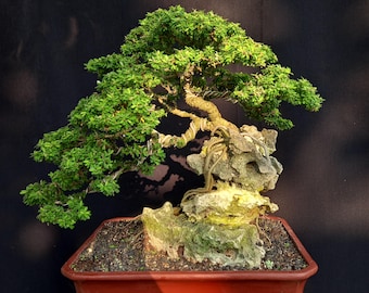 Real picture live desmodium triflorum Bonsai Tree