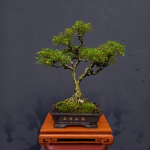 May include: A bonsai tree with vibrant green leaves and a twisted trunk, planted in a dark brown rectangular pot. The pot sits on a small, reddish-brown wooden stand against a dark gray background. The tree's branches are carefully shaped.