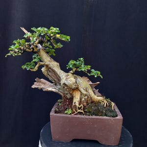 Live cudrania cochinchinensis Bonsai Tree