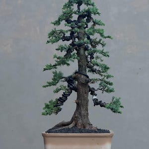 May include: A coniferous bonsai tree with a textured brown trunk and green needles, featuring black training wire wrapped around the branches to shape its form. The tree is planted in a rectangular, light beige ceramic pot with dark soil.