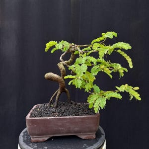 Real picture tamarindus indica Bonsai Tree size small