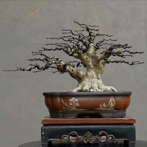 Puede incluir: Un bonsái de hoja caduca con un tronco grueso, texturizado y de color claro, con ramas oscuras, delgadas y alambradas que se extienden horizontalmente. El árbol está plantado en una maceta de cerámica ovalada de color marrón con grabados.