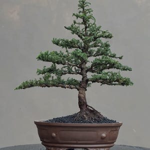 Op de afbeelding: Een naaldachtige bonsai met een getextureerde, verweerde bruine stam en gelaagd groen loof. De boom is geplant in een donkere, korrelige grond in een brede, ovale bruine keramische pot met subtiele, verhoogde cirkelvormige details aan de zijkant.