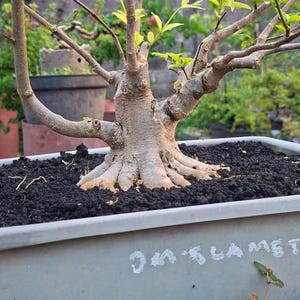 Ficus Religiosa Bonsai - Etsy