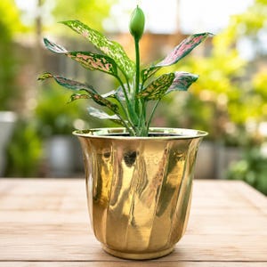 Puede incluir: Una planta Aglaonema en maceta con hojas variegadas en verde y rosa y un único capullo floral central, dentro de una maceta de metal dorado pulido que presenta una textura acanalada en espiral vertical en su superficie exterior.