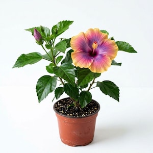 May include: A potted hibiscus plant in a brown plastic container. The plant features dark green serrated leaves, one unopened purple bud, and a single large bloom with a deep purple center that transitions into vibrant orange and yellow petals.