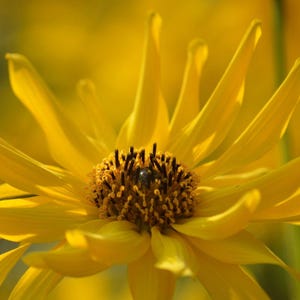 May include: A bright yellow flower with long, slender, pointed petals radiating from a dark, textured central disk. The center is composed of numerous small, tightly packed florets in shades of brown and yellow, creating a detailed contrast.