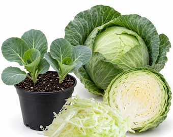 May include: A black plastic pot containing two green cabbage seedlings with soil, a whole round green cabbage with layered leaves, and a pile of finely shredded raw green cabbage pieces arranged on a plain white background.