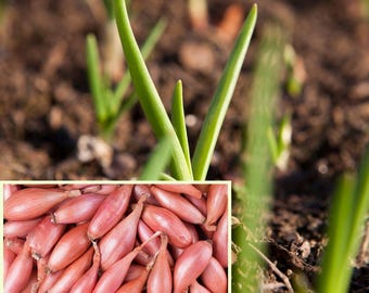 May include: A collection of small, oval-shaped, reddish-brown shallot bulbs shown in a rectangular inset, positioned against a background of green sprouts emerging from dark, moist soil in a garden setting.