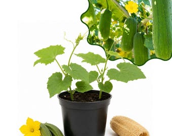 May include: A young luffa plant with green leaves growing in a black plastic pot. Beside the pot are two small green luffa gourds, a yellow flower, and a dried, fibrous, cylindrical luffa sponge. An inset shows luffa gourds growing on a vine.