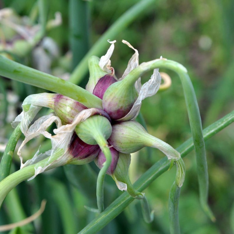 May include: A cluster of developing bulbils on a green onion stalk, featuring multiple small, teardrop-shaped bulbs with smooth, light green and deep purple skin, surrounded by thin, dried, papery white husks and long, slender green stems.