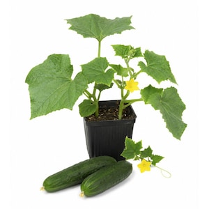 May include: A young cucumber plant with vibrant green leaves and a small yellow flower growing in a black plastic pot. Two dark green, cylindrical cucumbers are positioned in front of the pot, accompanied by a small detached leaf and flower.