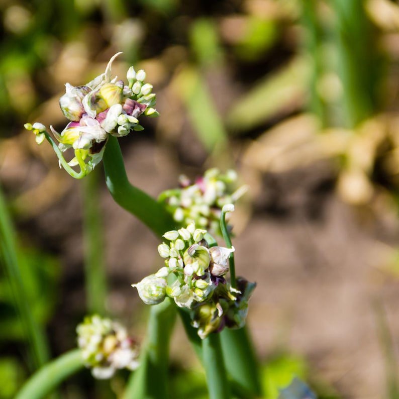 May include: A cluster of green onion stalks topped with spherical flower heads. The blossoms feature small, tightly packed white buds with hints of purple and yellow, emerging from the tubular green stems in a garden setting.