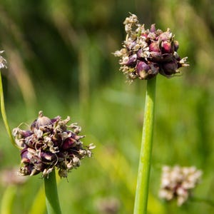 May include: Two tall green stalks topped with spherical clusters of dark purple bulbils. Each cluster features numerous small, pointed, deep purple segments interspersed with dried, light-colored papery husks, creating a textured appearance.