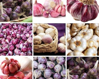 May include: A collage of garlic bulbs and cloves featuring various shades of purple, red, and white. The images display clusters of garlic in woven baskets, individual bulbs with papery skins, and loose cloves arranged on a plain white background.
