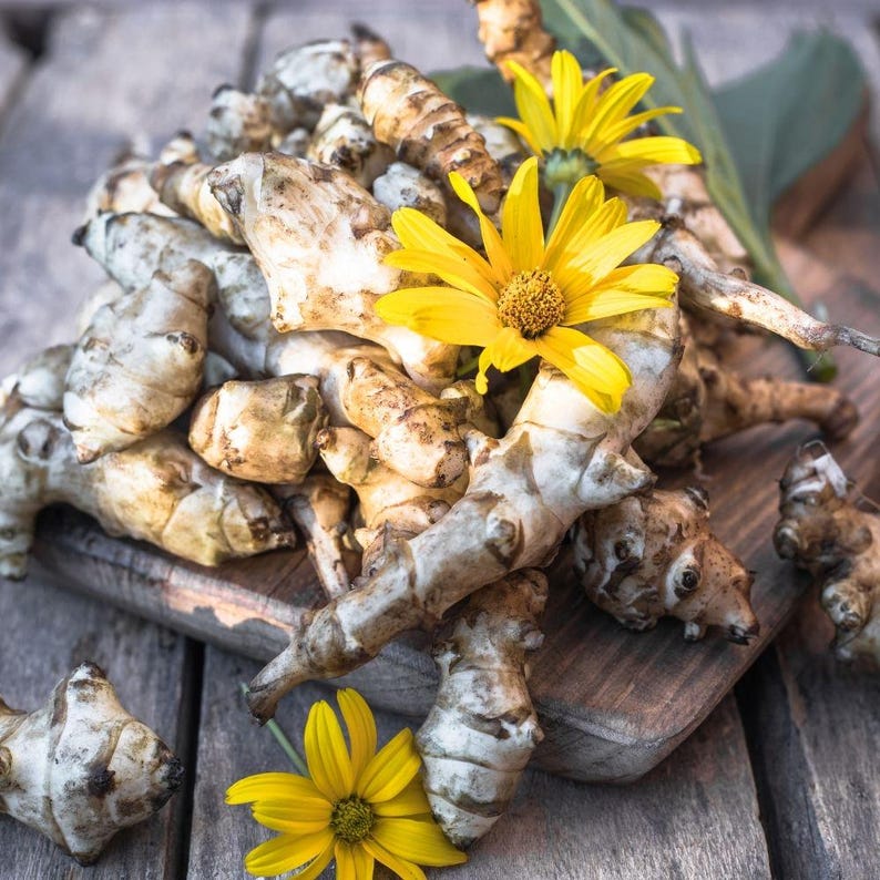 0.5-1 lb Jerusalem Artichoke Tubers for Planting, Sunchoke Roots, Easy Garden Crop, Edible Garden Favorite image 3