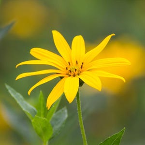 May include: A bright yellow flower with long, slender petals radiating from a central disk. The flower is supported by a thin, green, textured stem with several green leaves visible at the base, set against a soft, out-of-focus green background.